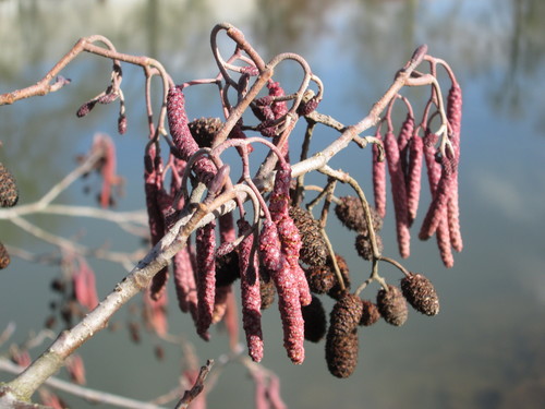 common alder