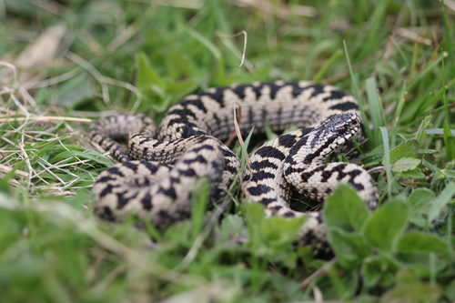 Adder