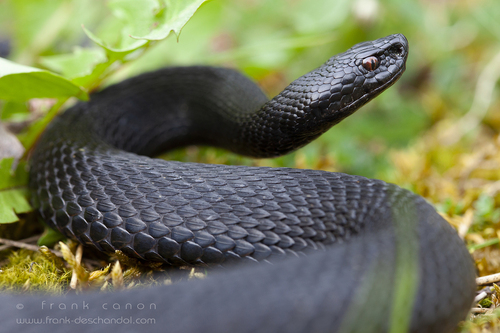 Adder