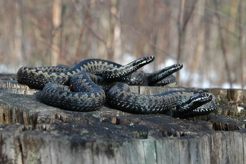 Adder