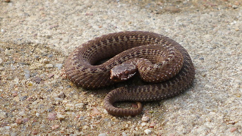 Adder