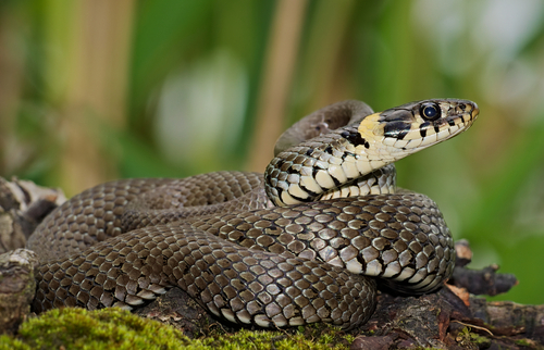 grass snake