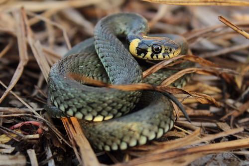 grass snake