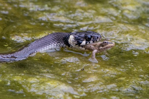grass snake