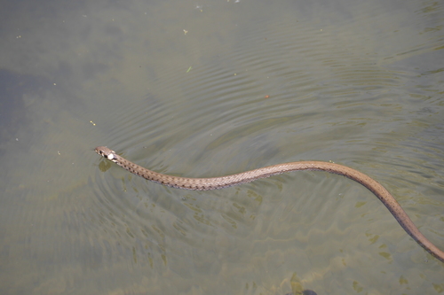 grass snake