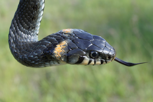 grass snake