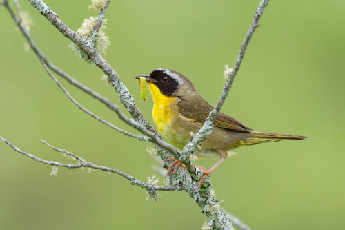 Common Yellowthroat