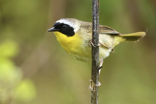 Common Yellowthroat
