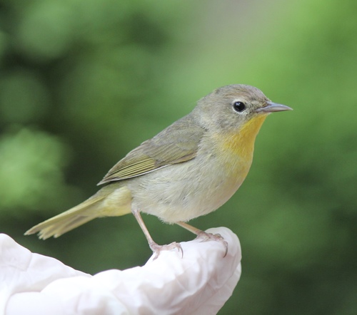 Common Yellowthroat