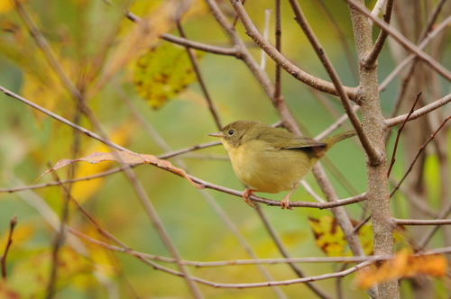 Common Yellowthroat