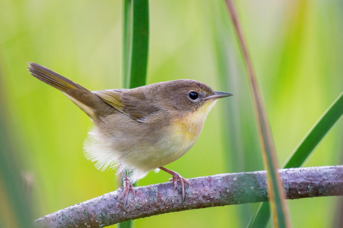 Common Yellowthroat