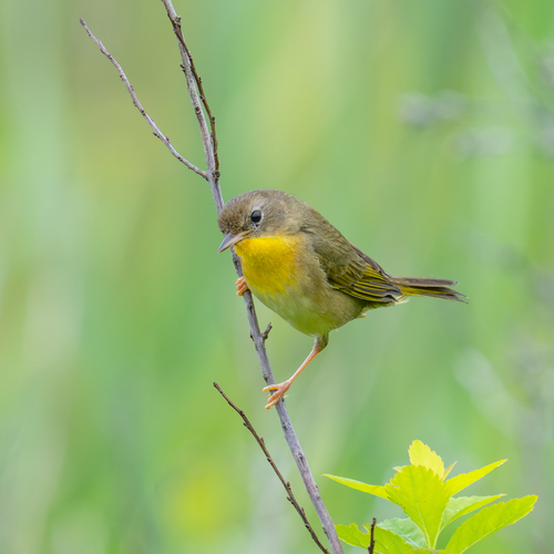 Common Yellowthroat