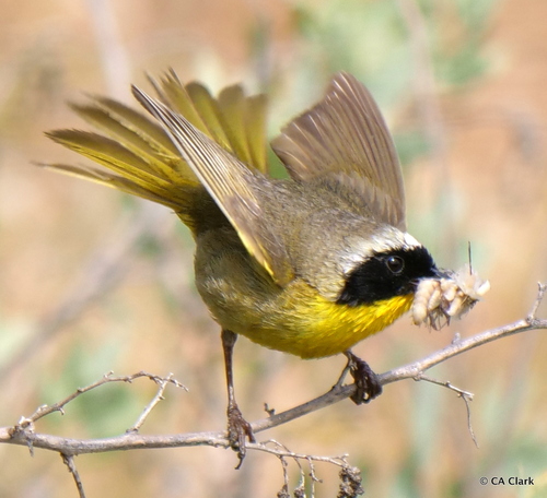 Common Yellowthroat