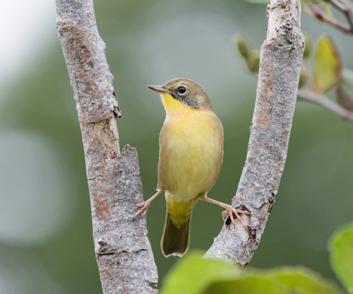Common Yellowthroat