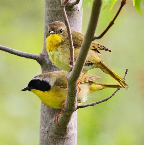 Common Yellowthroat