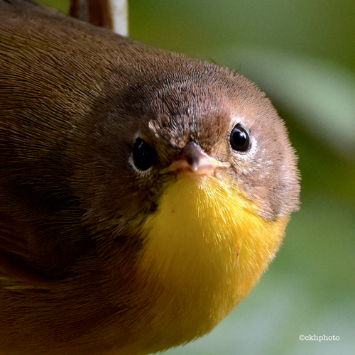 Common Yellowthroat