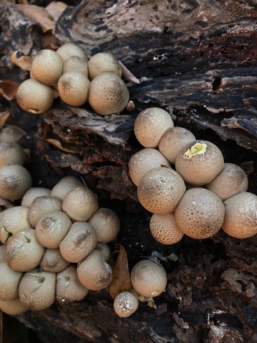 Pear-shaped Puffball