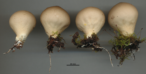 Pear-shaped Puffball