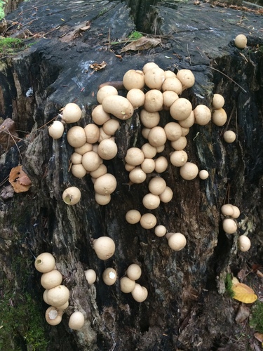 Pear-shaped Puffball