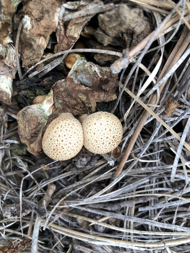 Pear-shaped Puffball