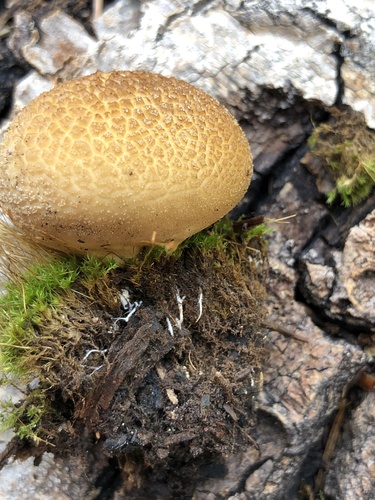 Pear-shaped Puffball