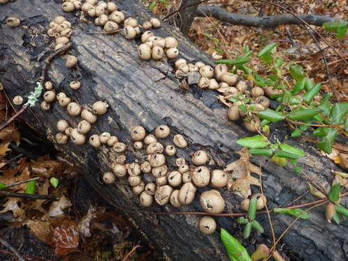 Pear-shaped Puffball