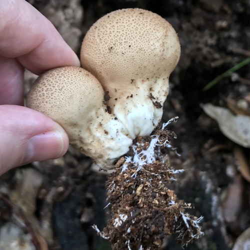 Pear-shaped Puffball