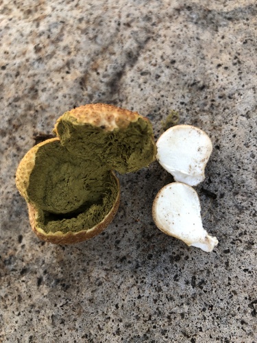 Pear-shaped Puffball