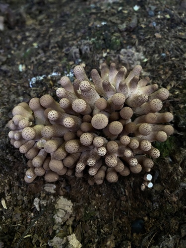 Pear-shaped Puffball