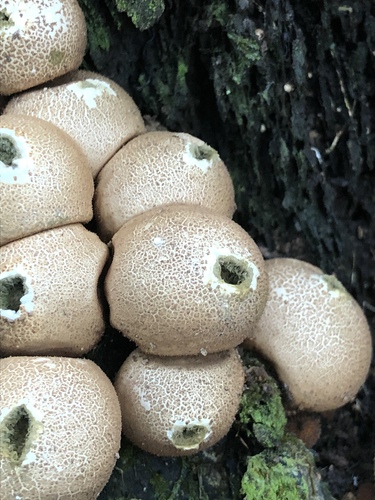 Pear-shaped Puffball