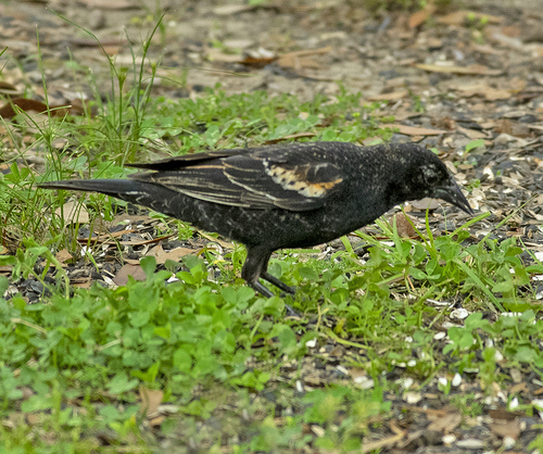 Red-winged Blackbird