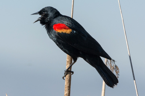 Red-winged Blackbird