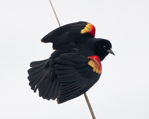 Red-winged Blackbird