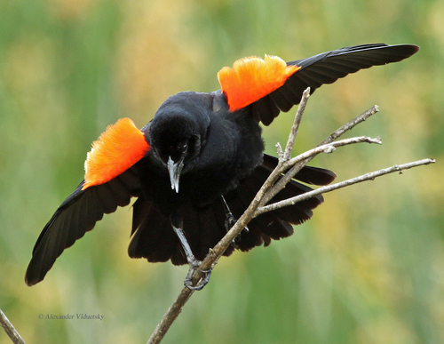 Red-winged Blackbird