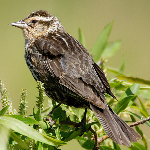 Red-winged Blackbird