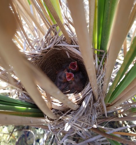 Red-winged Blackbird