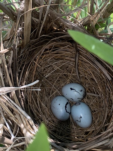 Red-winged Blackbird