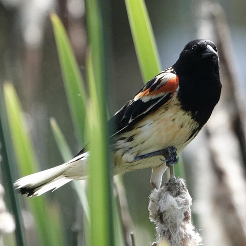 Red-winged Blackbird