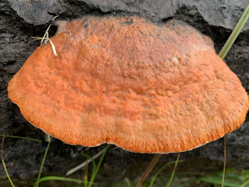 Northern Cinnabar Polypore