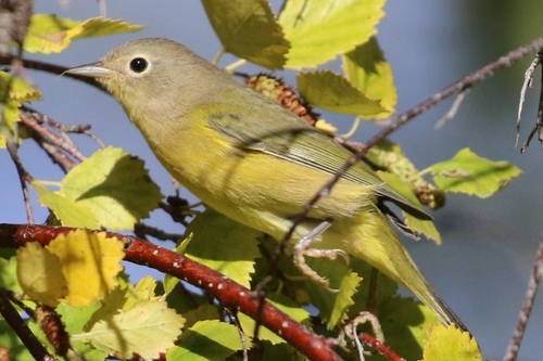 Nashville Warbler