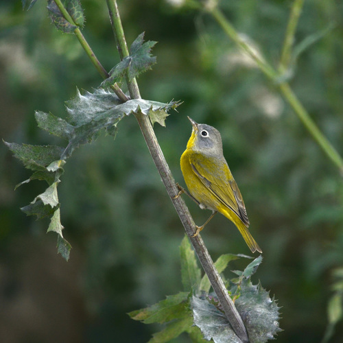 Nashville Warbler