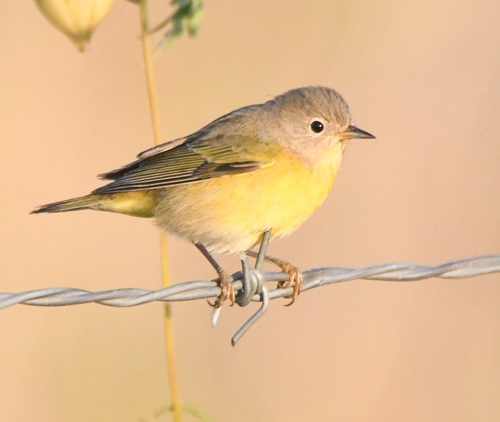 Nashville Warbler