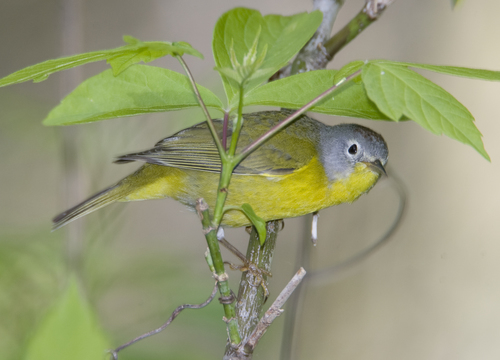 Nashville Warbler
