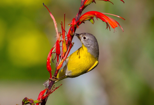 Nashville Warbler