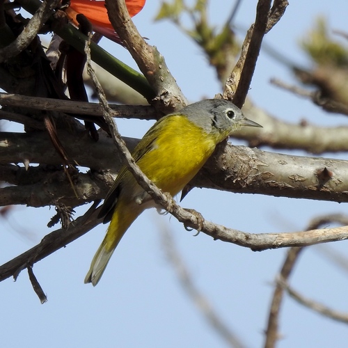 Nashville Warbler