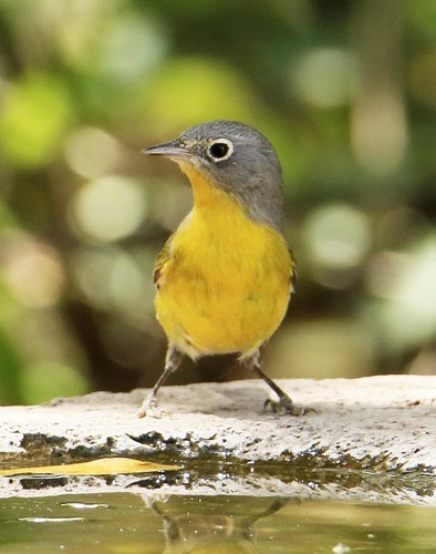 Nashville Warbler
