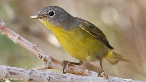 Nashville Warbler