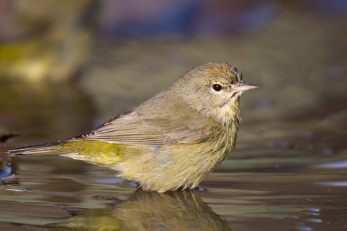 Orange-crowned Warbler