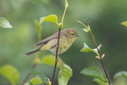 Orange-crowned Warbler