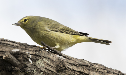 Orange-crowned Warbler